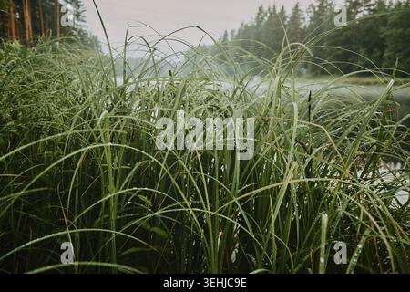 Gras bedeckt mit Tau an einem nebeligen Morgen auf einem Waldfluss Stockfoto