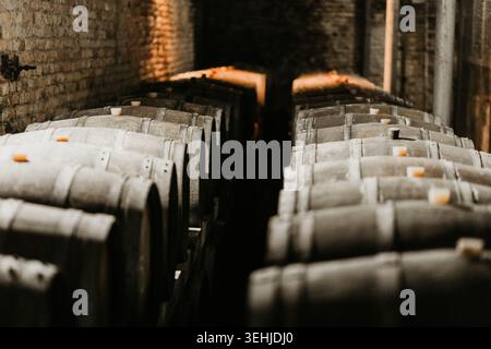 Blick auf Reihen von Holzfässern, die in einem dunklen historischen Keller mit Ziegelwänden Reifen Coka, Vojvodina, Serbien. Stockfoto