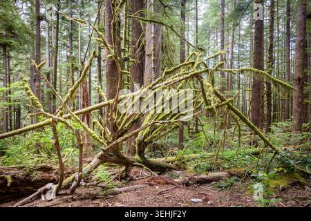 Moosbedeckter gefallener Baum im dichten Pazifischen Nordwesten des Nadelwaldes Stockfoto
