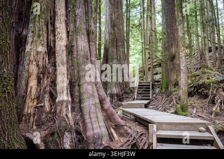 Promenade durch den mit Moos bedeckten Wald von Riesenzedar und Stockfoto