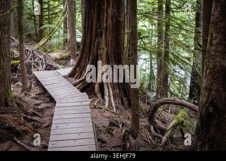Holzsteg Schlängelt Sich Durch Den Old-Growth Forest Um Giant Stockfoto
