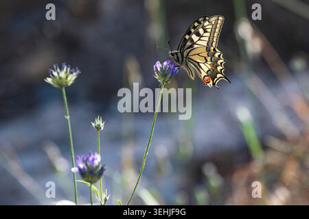 Schwalbenschwanz-Schmetterling, der Blumen auf der griechischen Insel fresst Stockfoto