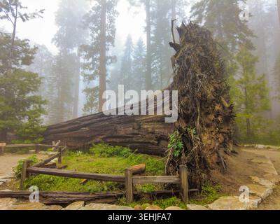 Blick auf den massiven gefallenen Riesenmammutbaum mit seinem freiliegenden Wurzelsystem im nebeligen Mariposa Grove of Giant Mammutbäume im Yosemite National Park FIS Stockfoto