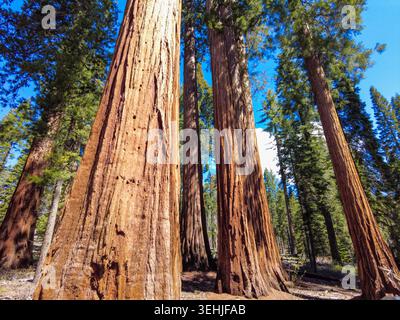 Blick auf den Yosemite - Mariposa Grove of Giant Mammoias mit riesigen alten Stämmen, die sich in Richtung eines klaren blauen Himmels im Fish Camp, Kalifornien, United, erstrecken Stockfoto