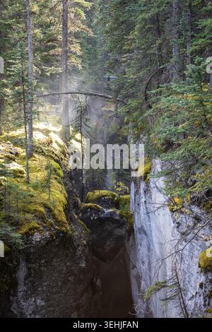 Sonnendurchfluteter, moosbedeckter Canyon im dichten Kiefernwald mit Morning MIS Stockfoto