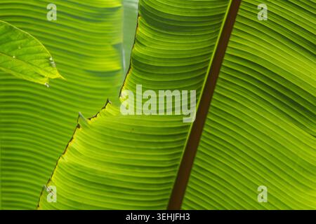 Bananenblatt Natürlicher Grüner Texturhintergrund Stockfoto