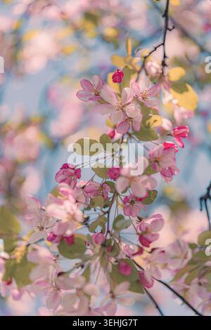 Pink Apple Blossom Branch gegen Blue Sky in Spring Garden Nahaufnahme Stockfoto
