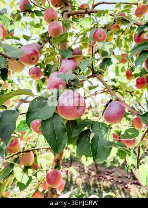 Reife rote Äpfel, die auf Obstbäumen wachsen Stockfoto