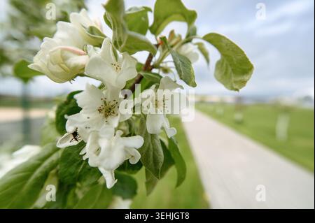 Weiße Apfelblüten blühen im Frühjahr auf einem Zweig Stockfoto