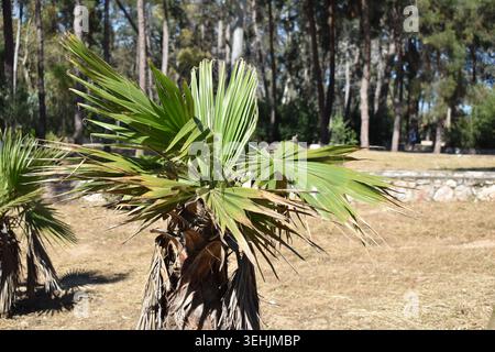 Kleine Palme, die an einem sonnigen Tag in einem öffentlichen Park mit hohen Kiefern im Hintergrund wächst Stockfoto