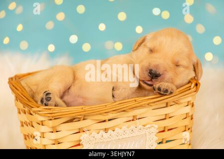Neugeborener goldener Retriever-Welpe schläft in Korb mit Hauszeichen Stockfoto
