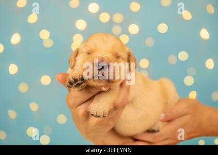 Niedlicher goldener Retriever-Welpe in Händen mit Bokeh-Lichtern Stockfoto