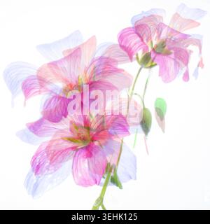 Weicher Rosafarbener Blumenlook Mit Doppelter Belichtung Und Zarten Blüten Auf Weißem Hintergrund Stockfoto