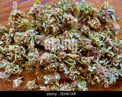 Hanf, Cannabis sativa. Getrocknete Blütenknospen, Stillleben Stockfoto