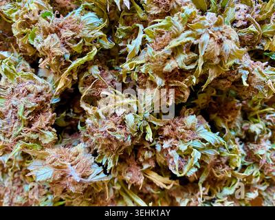 Hanf, Cannabis sativa. Getrocknete Blütenknospen Nahaufnahme Stockfoto