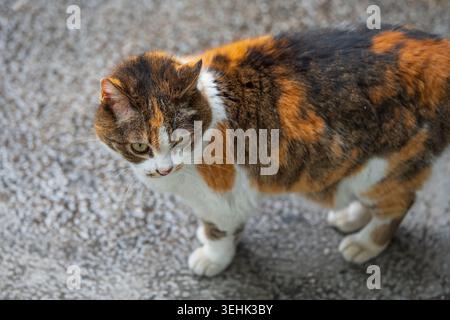Hochwinkel-Seitenansicht einer Schildpattkatze auf grauem Bürgersteig mit natürlichem, sanftem Licht Stockfoto