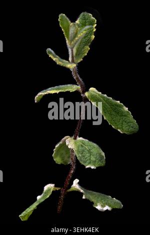 Ein Minzstiel (Mentha) mit gegenüberliegenden, grünen, pubertierenden Blättern und gezackten Rändern ist auf schwarzem Hintergrund zu sehen. Stockfoto
