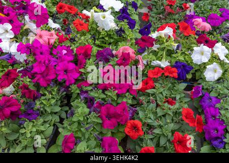 Eine Vielzahl von roten, weißen, rosa und violetten Petunien (Petunia hybrida) mit grünen Blättern. Stockfoto