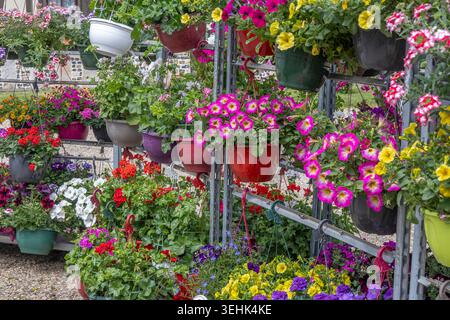 Hängende Töpfe auf einem Metallgestell enthalten Petunien (Petunien) und Geranien (Pelargonium) in rot, rosa, lila, weiß und gelb. Stockfoto
