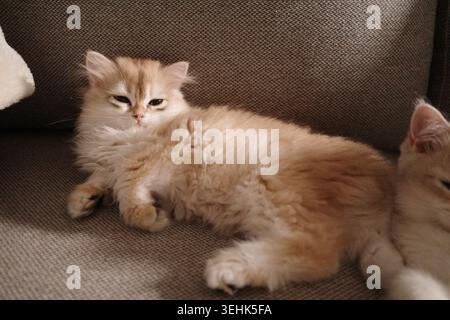 Ein flauschiges, cremefarbenes britisches Langhaar-Kätzchen, das friedlich ruht Stockfoto