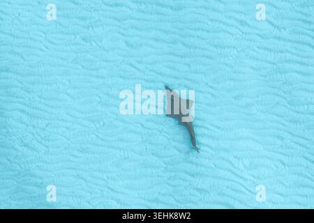 Aus der Vogelperspektive eines Gitarrenfisches, der über einem welligen Sandboden im klaren türkisfarbenen Wasser schwimmt Vashafaru, Haa Alif Atoll, Malediven. Stockfoto