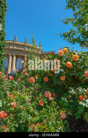 Nahaufnahme einer leuchtend orangefarbenen Rose, die mit üppigem Laub in einem öffentlichen Park in Stuttgart blüht. Stockfoto