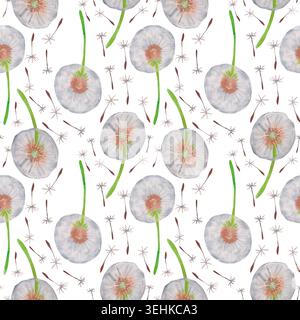Luftiges nahtloses Muster mit Wasserfarben Löwenzahn Samenköpfen, fliegenden Samen und dünnen grünen Stielen auf weißem Hintergrund. Handgemalt delikat botanisch Stockfoto