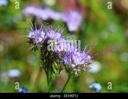 Eine Nahaufnahme von Phacelia, die im Frühjahr und Sommer blüht. England. Stockfoto