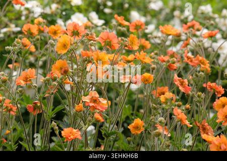 Orange geum „Totally Mandarine“ in Blüte. Stockfoto
