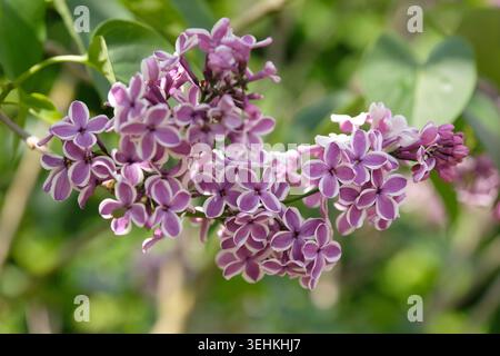 Zweifarbig violett und weiß Syringa vulgaris, lila „Sensation“ in der Blüte. Stockfoto