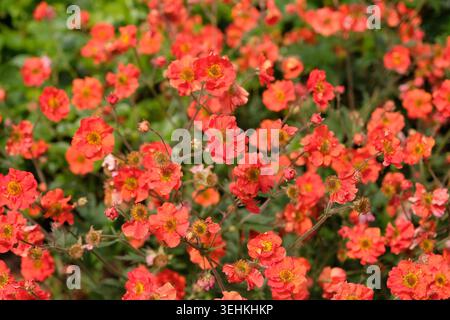 Roter Geum, avens „Scharlach Sturm“ in Blüte. Stockfoto