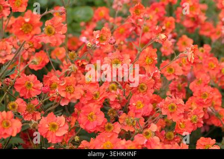 Roter Geum, avens „Scharlach Sturm“ in Blüte. Stockfoto