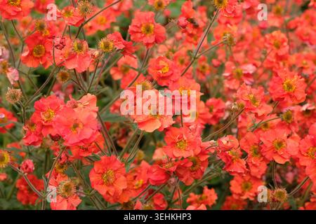 Roter Geum, avens „Scharlach Sturm“ in Blüte. Stockfoto