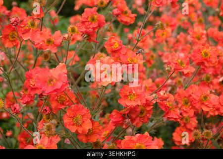 Roter Geum, avens „Scharlach Sturm“ in Blüte. Stockfoto