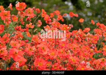 Roter Geum, avens „Scharlach Sturm“ in Blüte. Stockfoto