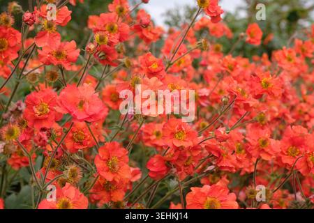 Roter Geum, avens „Scharlach Sturm“ in Blüte. Stockfoto