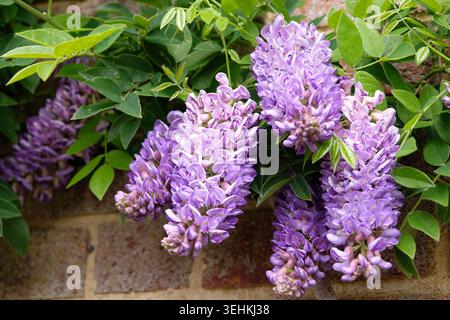 Purple Wisteria frutescens, amerikanische Glyzinien „Longwood Purple“ in Blüte. Stockfoto