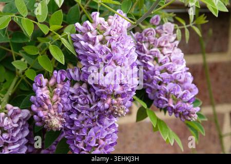 Purple Wisteria frutescens, amerikanische Glyzinien „Longwood Purple“ in Blüte. Stockfoto