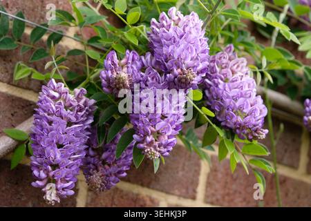 Purple Wisteria frutescens, amerikanische Glyzinien „Longwood Purple“ in Blüte. Stockfoto