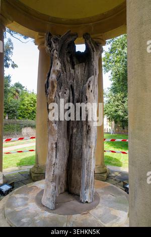 Alte Eiche von Gernika (Árbol Viejo de Gernika), ein bedeutendes historisches Wahrzeichen im Garten hinter der Casa de juntas in Gernika, Spanien Stockfoto