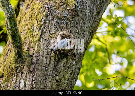 Eine Nuthatch an ihrem Nistloch auf einem Baumstamm (Sitta europaea) Stockfoto