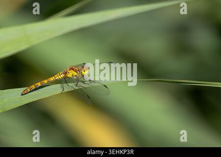 Gelbe Libelle auf einem Schilfblatt in weichem natürlichem Licht, umgeben von grüner Feuchtvegetation in Apulien, Italien. Stockfoto