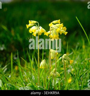 Cowslip Wildblumen auf einem kleinen Friedhof in der Nähe von Sherborne in Dorset im April Stockfoto