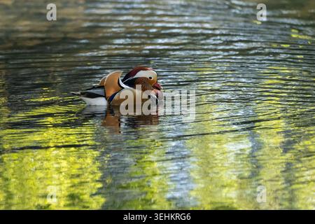 Drake Mandarin Ente schwimmt und zeigt auf einem lokalen See Stockfoto