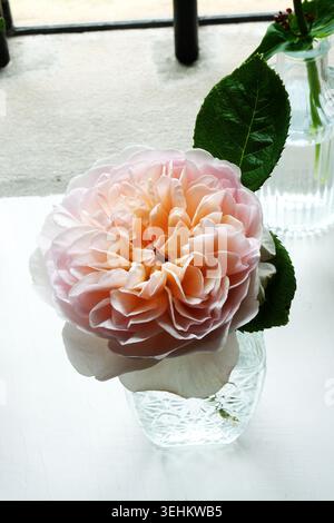 Hoher Winkel, Nahaufnahme einer zarten rosa und aprikosenartigen englischen Strauchrose in voller Blüte mit einem einzelnen grünen Blatt in einer kleinen, gemusterten Glasvase. Stockfoto