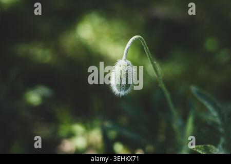 Grüne, ungeöffnete Mohnknospe auf einem langen Stiel, umgeben von üppigem grünem Laub Stockfoto