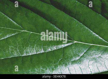 Nahaufnahme der Textur eines grünen Blattes Stockfoto