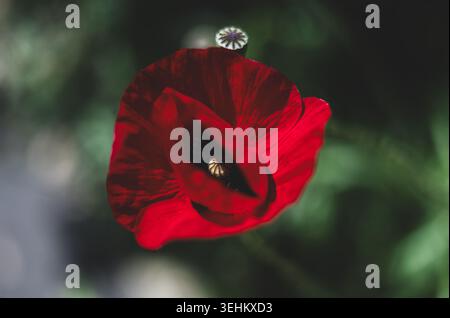 Nahaufnahme eines Mohns in Blüte Stockfoto