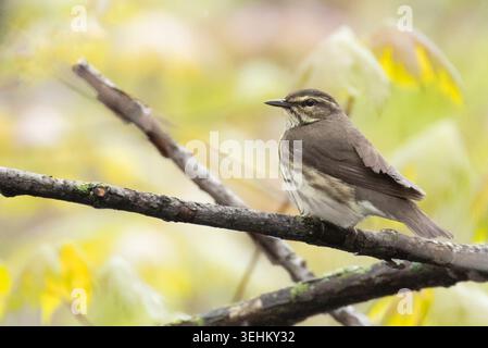 Nördliche Wasserdrossel (Parkesia noveboracensis) im Frühjahr Stockfoto