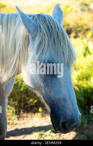 Camargue-Pferd, eine halbwilde Rasse, die in der Region Camargue in Südfrankreich beheimatet ist Stockfoto